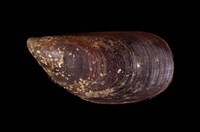 藏品(紫殼菜蛤)的圖片